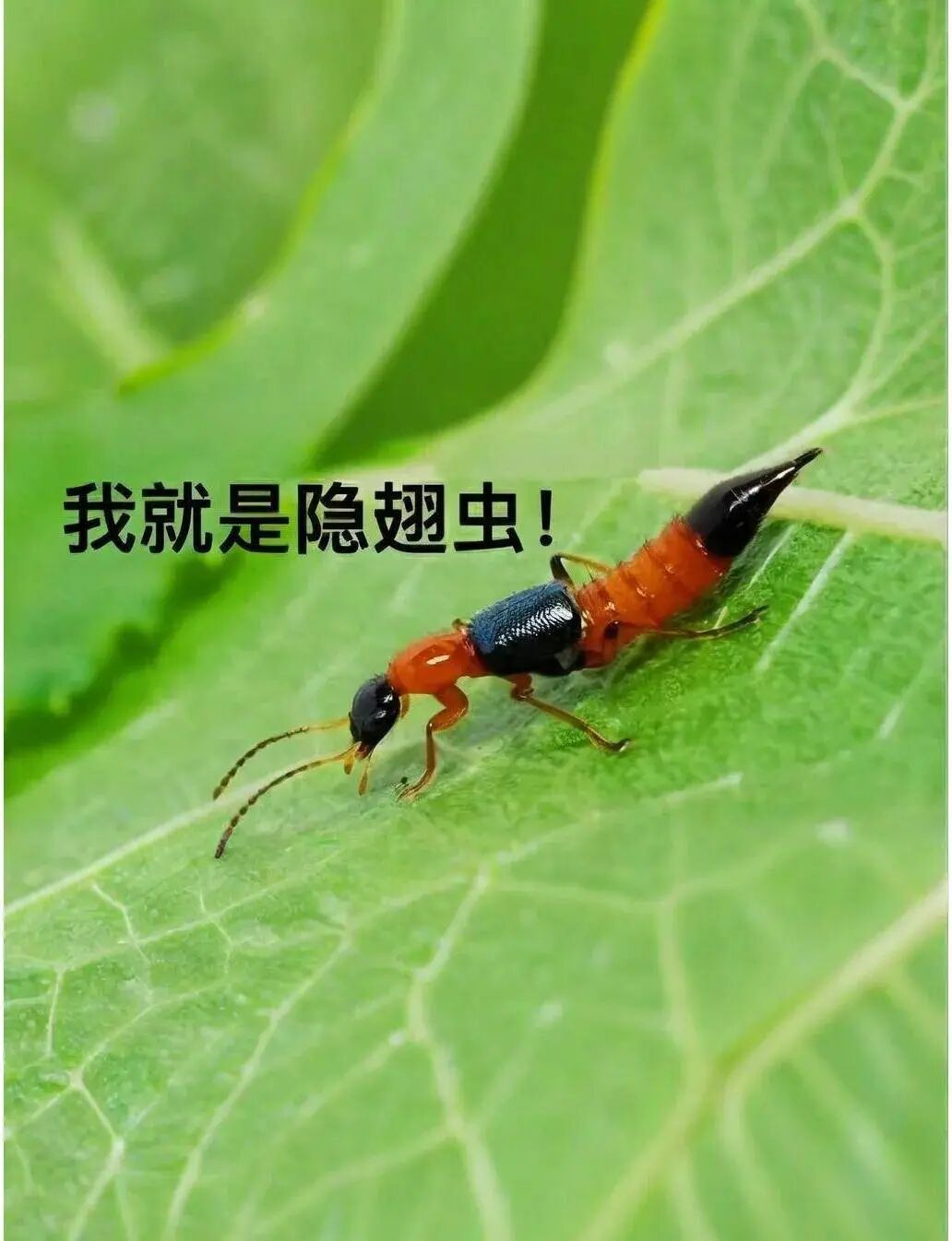 歌手汪苏泷演唱会上一个动作引网友担忧：或导致皮肤溃烂！有人手臂被腐蚀流脓 - 图6
