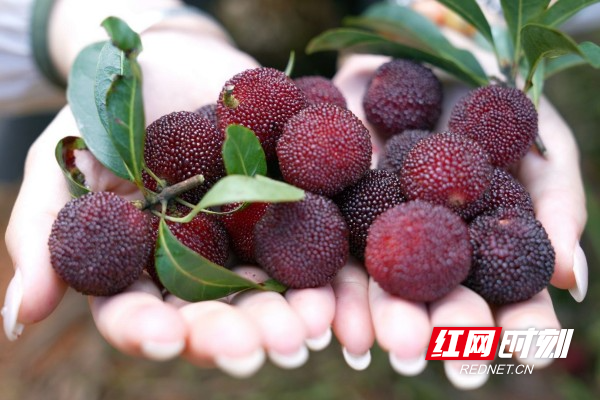 临武县：从橘园到乌梅园陈七秀的“甜蜜逆袭” - 图2