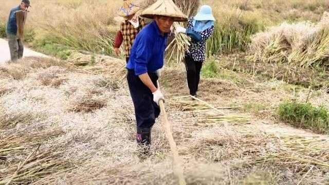 一颗油菜新品种带来早春遍地金杭州科技特派员“解锁”农田增收新密码 - 图2