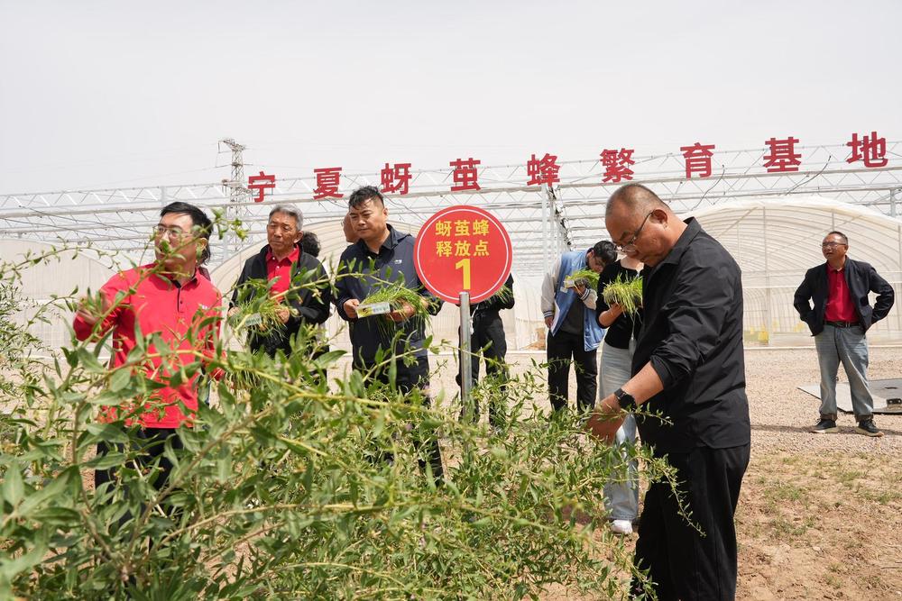 宁夏1.56万亩红果迎来“贴身护卫” - 图1
