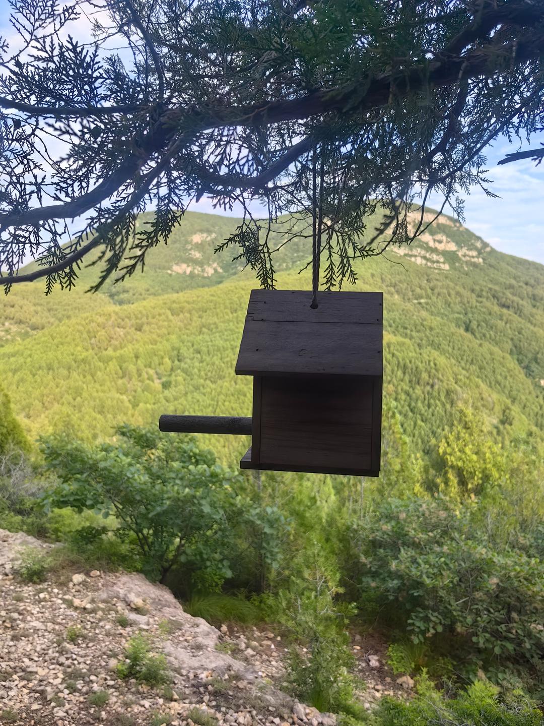 穿行济南南山，一树一巢，山林给鸟儿安了家 - 图7