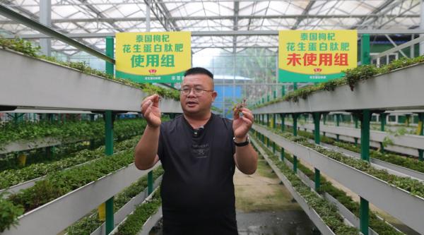 一肥六效，鲁花花生肽肥的化肥替代之路 - 图4