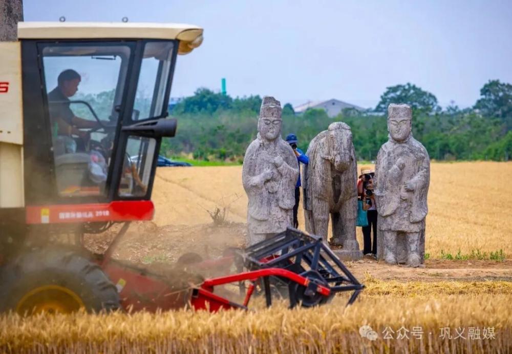 河南千年宋陵开镰收麦，石像生与金色麦浪跨越时空同框，大批游客前来体验人工收割，文物局提醒 - 图4