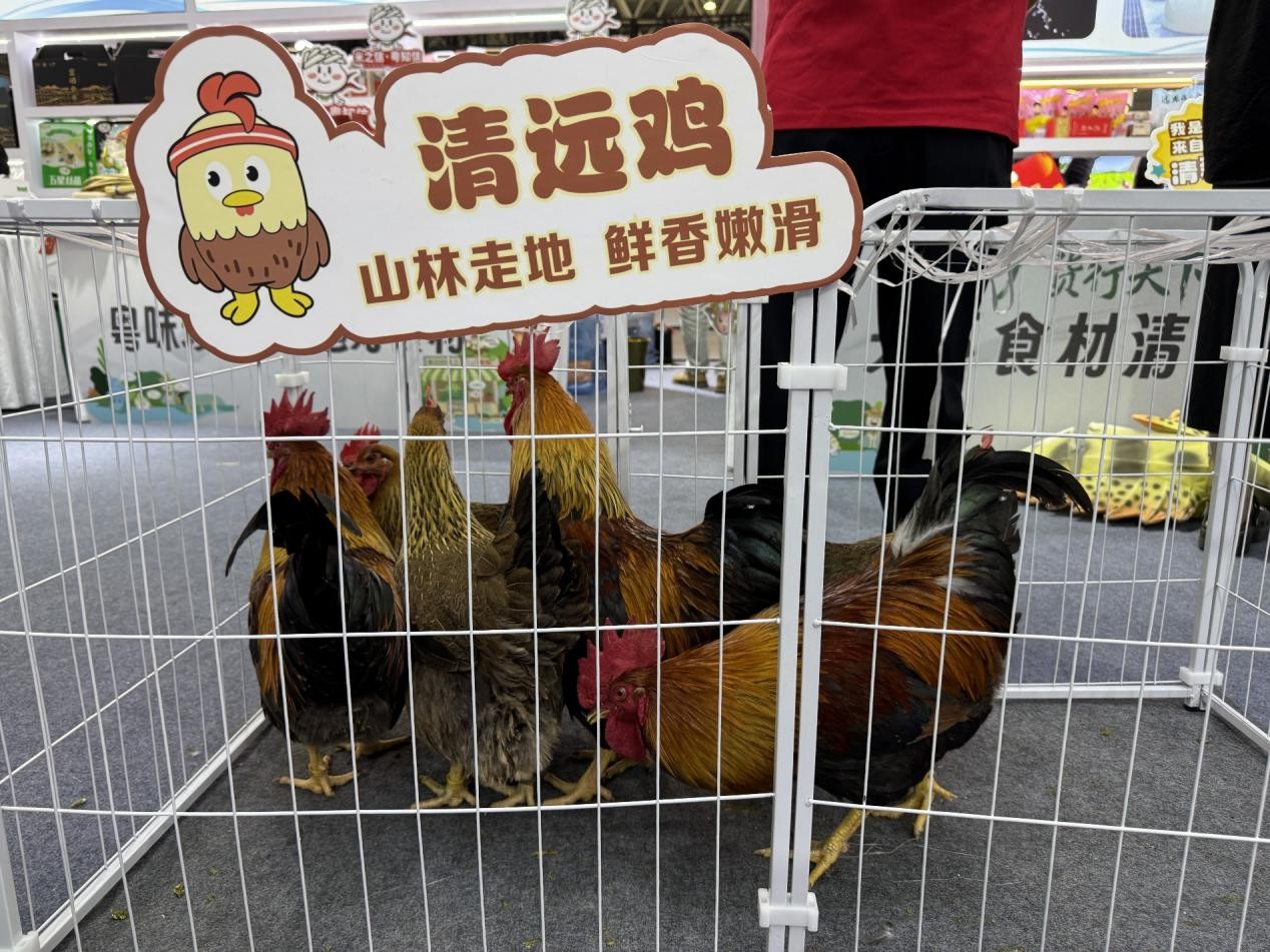 包下十几片山头养鸡！京东生鲜“包园”清远跑步鸡，每只鸡多返3元给农户 - 图3