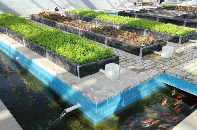 蔬菜能有多少花样？北京这场活动有2208个蔬菜新品种亮相 - 图3