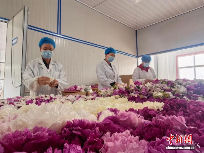 兰州新区：两千亩寒旱牡丹迎采摘 - 图7