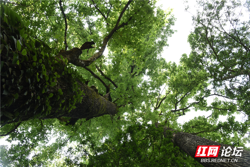 「每日一图@湖南」走进新晃，遇见三宝，遇见山野里的诗意 - 图4