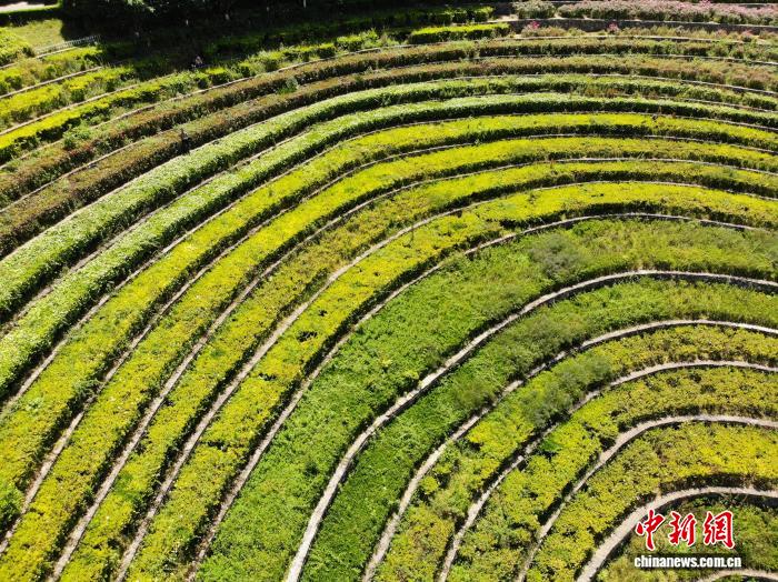 贵州大方：古彝梯田夏意浓 “大地指纹”美如画 - 图5